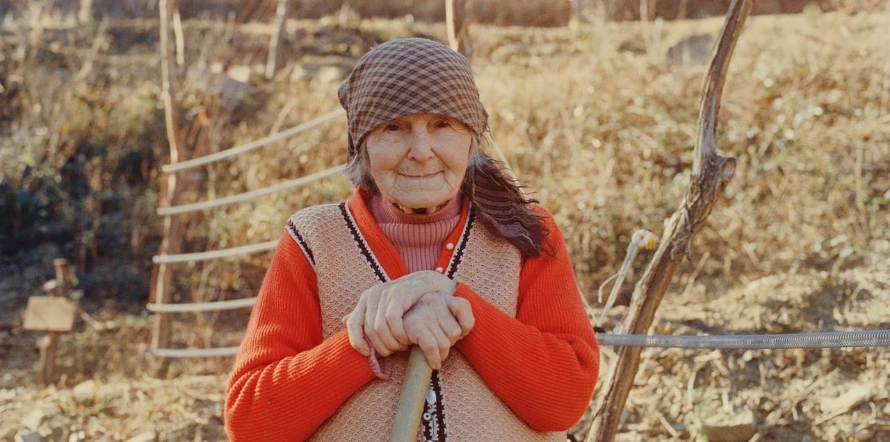 Paprastoji kriaušė