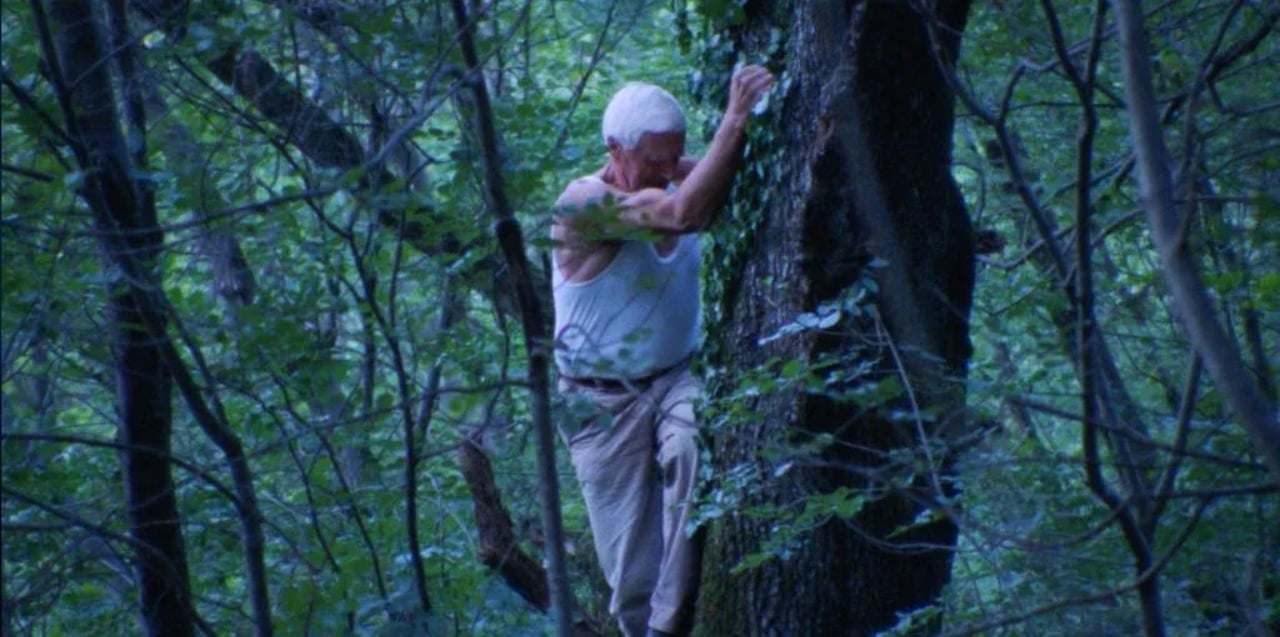 Paprastoji kriaušė