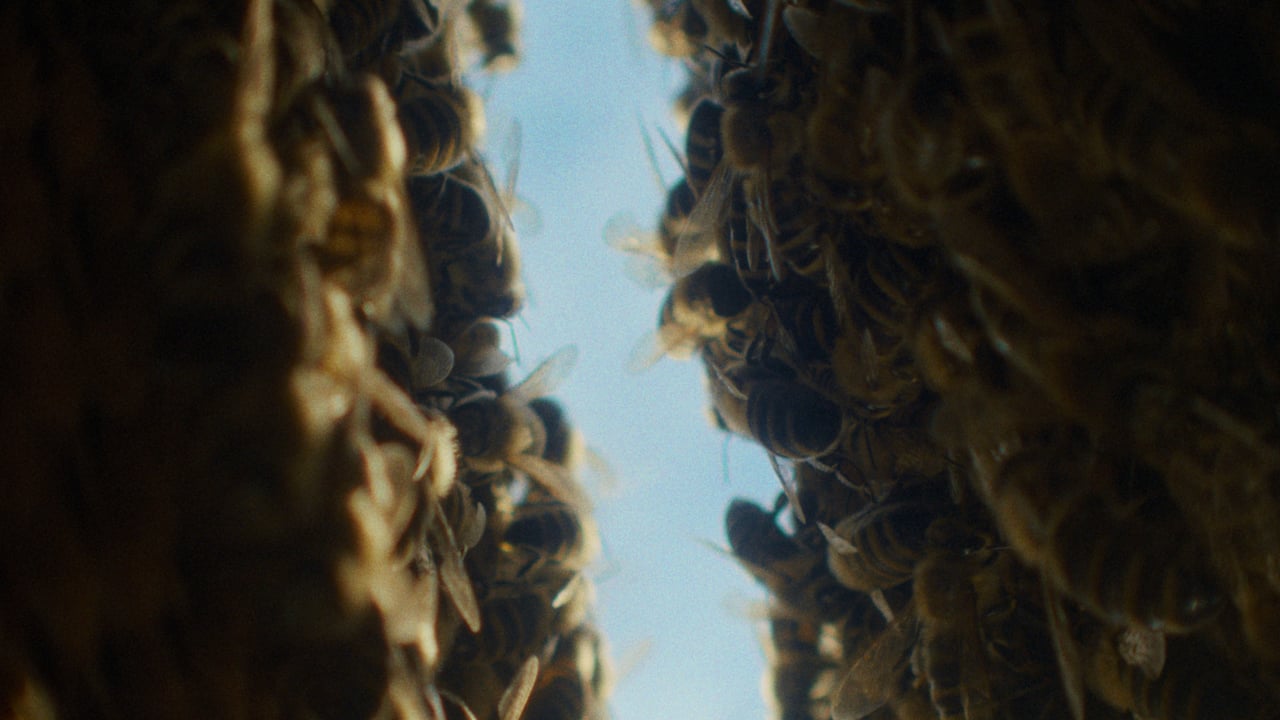 The Quiet Beekeeper