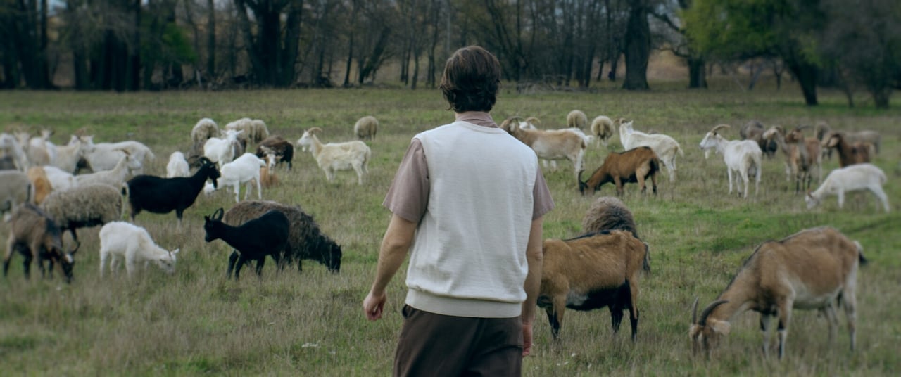 The Herd