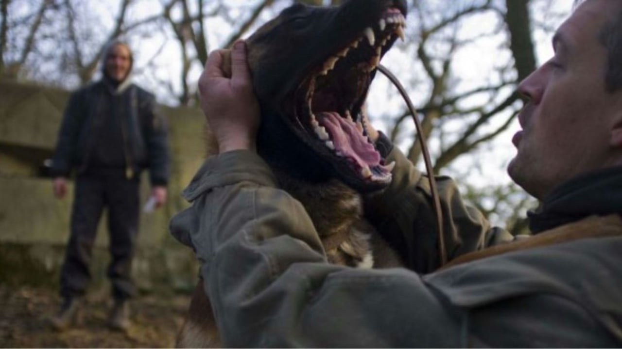 Son of the Wolf