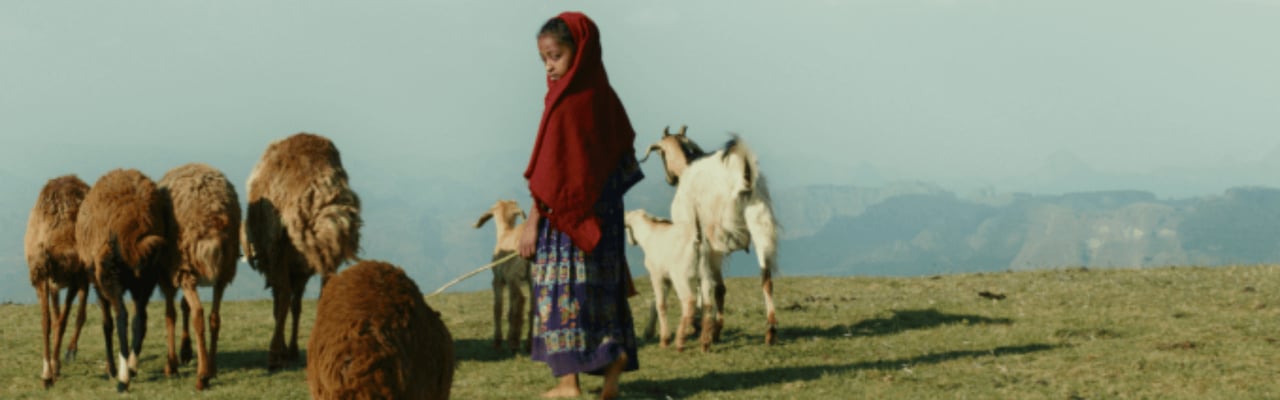 Lamb