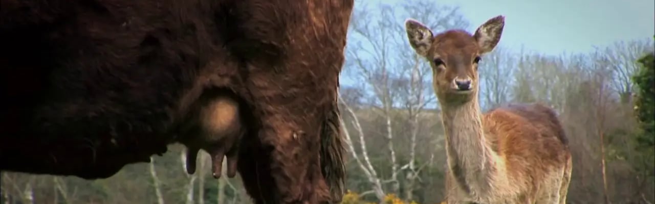 The Herd