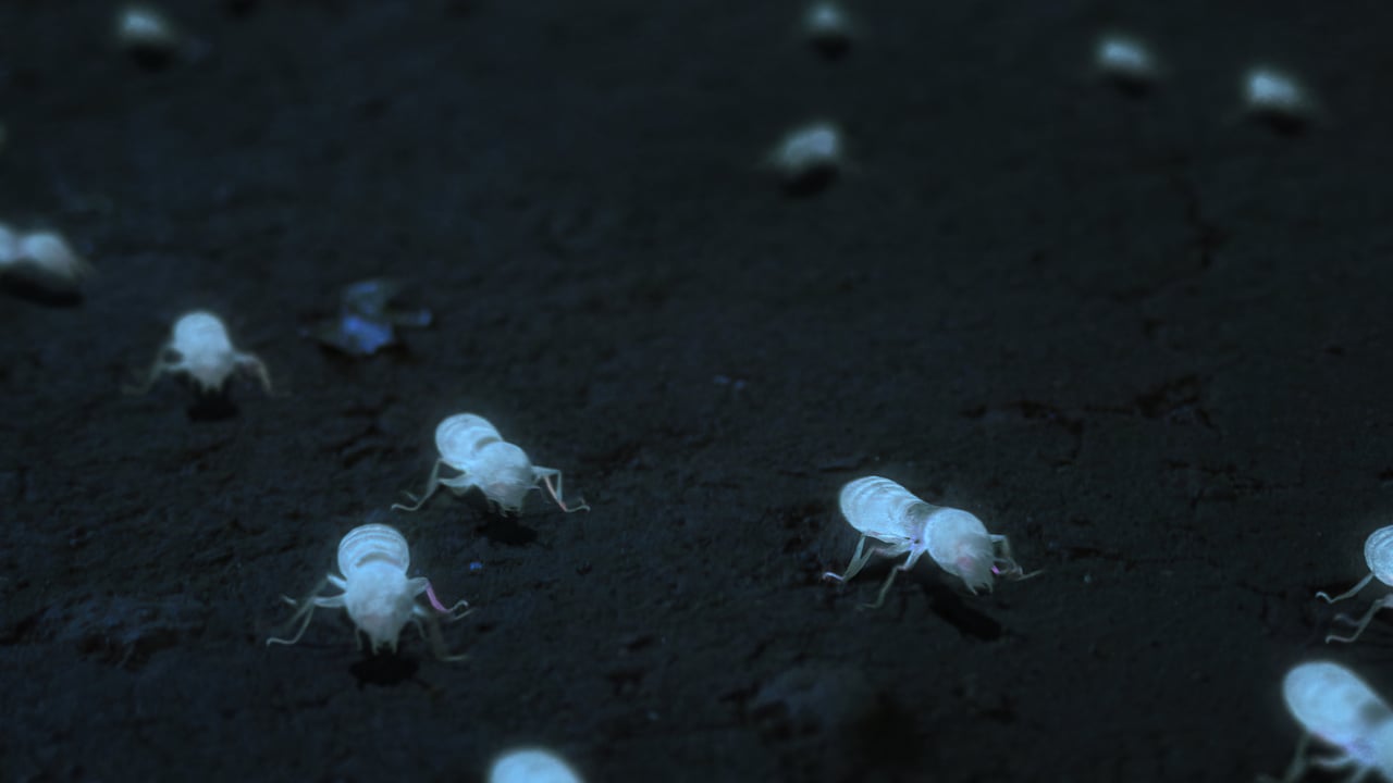 White Ant