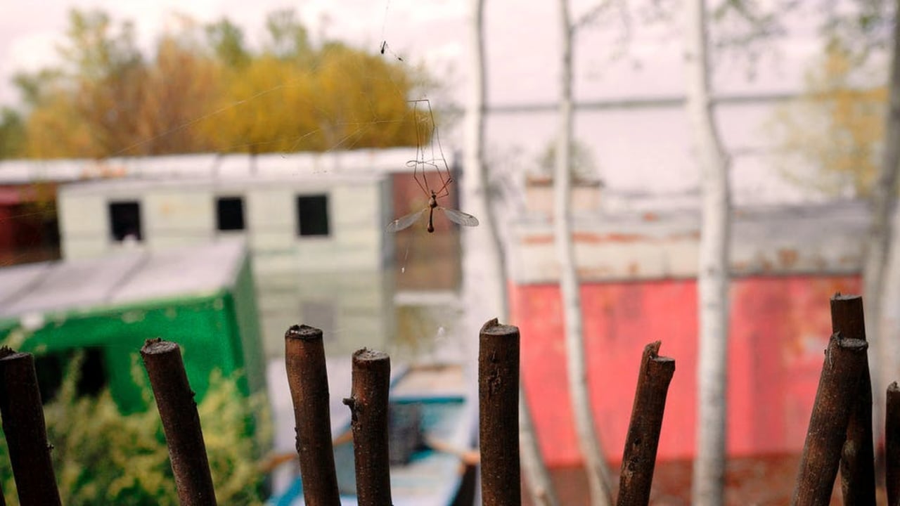 The Mosquito Problem and Other Stories