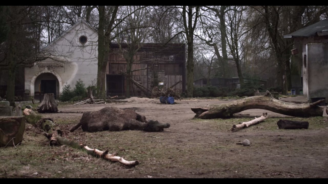 The Camel